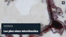Les plus anciens microfossiles découverts au Canada