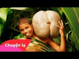 Chuyện lạ Việt Nam – Quả dừa giống “cái ấy” của người phụ nữ