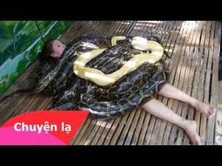 Chuyện lạ Việt Nam 2015 – Dịch vụ mát xa bằng trăn khổng lồ