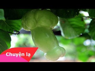 Chuyện lạ Việt Nam – Quả lạc tiên hình “cái ấy” của người đàn ông