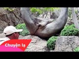 Chuyện lạ thế giới - Những loài cây kỳ lạ nhất thế giới