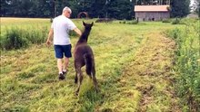 Pris de démangeaisons, ce cheval pourchasse un homme pour que celui-ci lui gratte le dos !