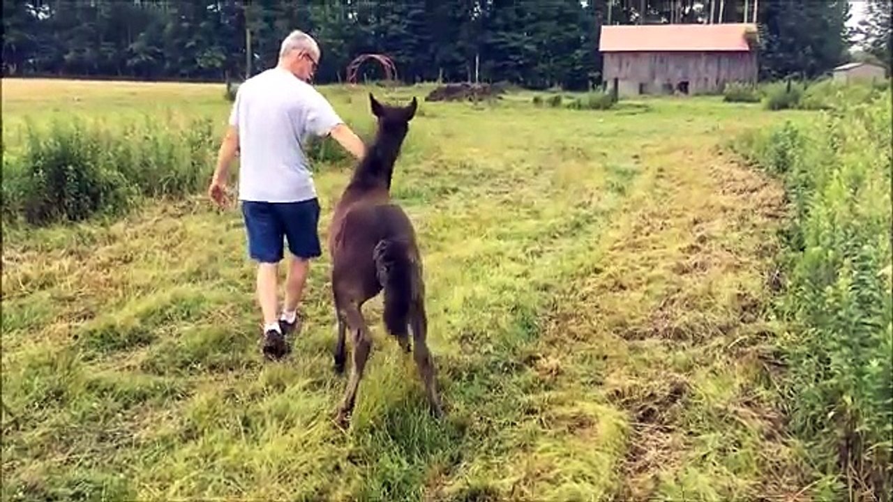 Pris de démangeaisons, ce cheval pourchasse un homme pour que celui-ci lui gratte le dos !