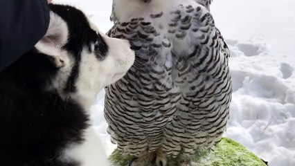 Entre cette chouette et ce chien, c'est le grand amour