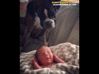 Sahiplerinin Hep Bir Çocuğu Olsun İstercesine Yeni Doğan Bebeğe İlgi Gösteren Köpek