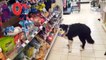 Un chien se rend au supermarché pour faire ses courses