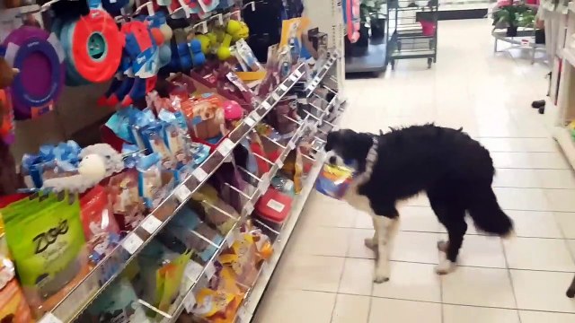 Un chien se rend au supermarché pour faire ses courses