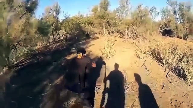 Top 10 Wild Boar Attacks,Top 10 Charge D'un Sanglier