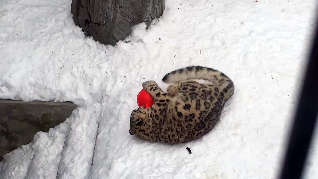 Une panthère des neiges joue avec une balle