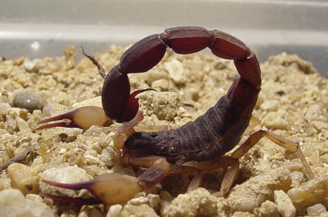 Incríveis Ataques de animais selvagens 112, Batalha de animais selvagens, Batalha animal, curiosidade animal,  Animais s