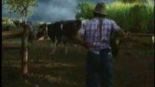 Ah la vache