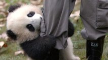 Le bébé panda le plus affectueux du monde