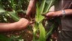 Zimbabwe, Invasion des chenilles légionnaires/Dégâts sur les cultures de maïs