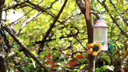 ★★★★★ Valsa Tradicional ▶ Dança dos pássaros ♥ #ECF 2017 ✔