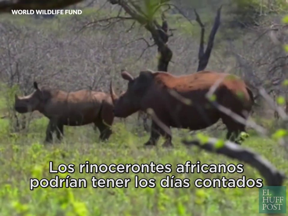 Los rinocerontes salvajes, en peligro de extinción