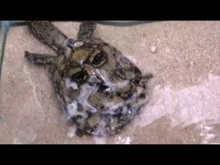 Chuyện lạ Việt Nam - Ba ba có mai hình mặt người ở Phú Yên