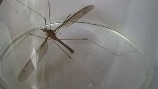 Chuyện lạ Việt Nam - Muỗi khổng lồ