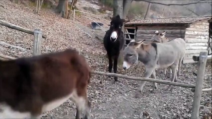 Akıllı eşeğin hali başka