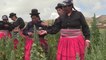 Campesinos peruanos veneran la quinua orgánica, su trampolín para salir de la pobreza
