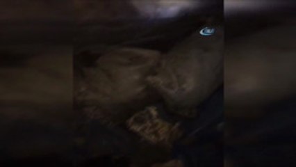 Tendürek Dağı'nda Operasyon... 15 Mağara İmha Edildi