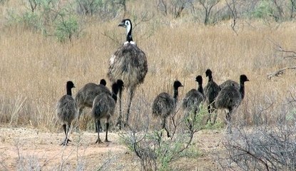 Emúes (Dromaius novaehollandiae)