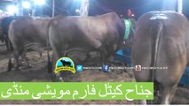 327 || Cow mandi Karachi Sohrab Goth Eiduladha || Jinnah Cattle Farm