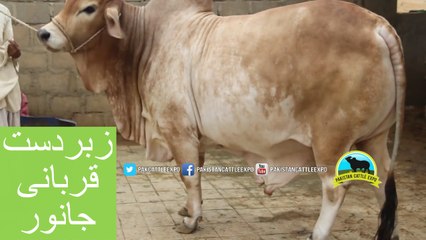326 || Qurbani cow for eiduladha || Bakra eid in Karachi, Pakistan ||