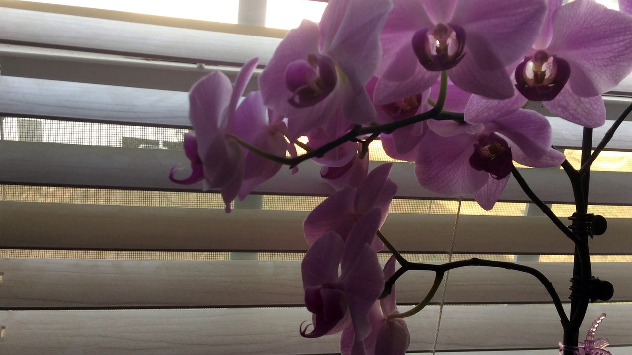 Frank SanPietro Orchid