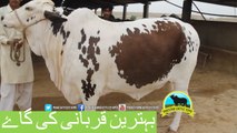 325 || Qurbani cow for eiduladha || Bakra eid in Karachi, Pakistan ||