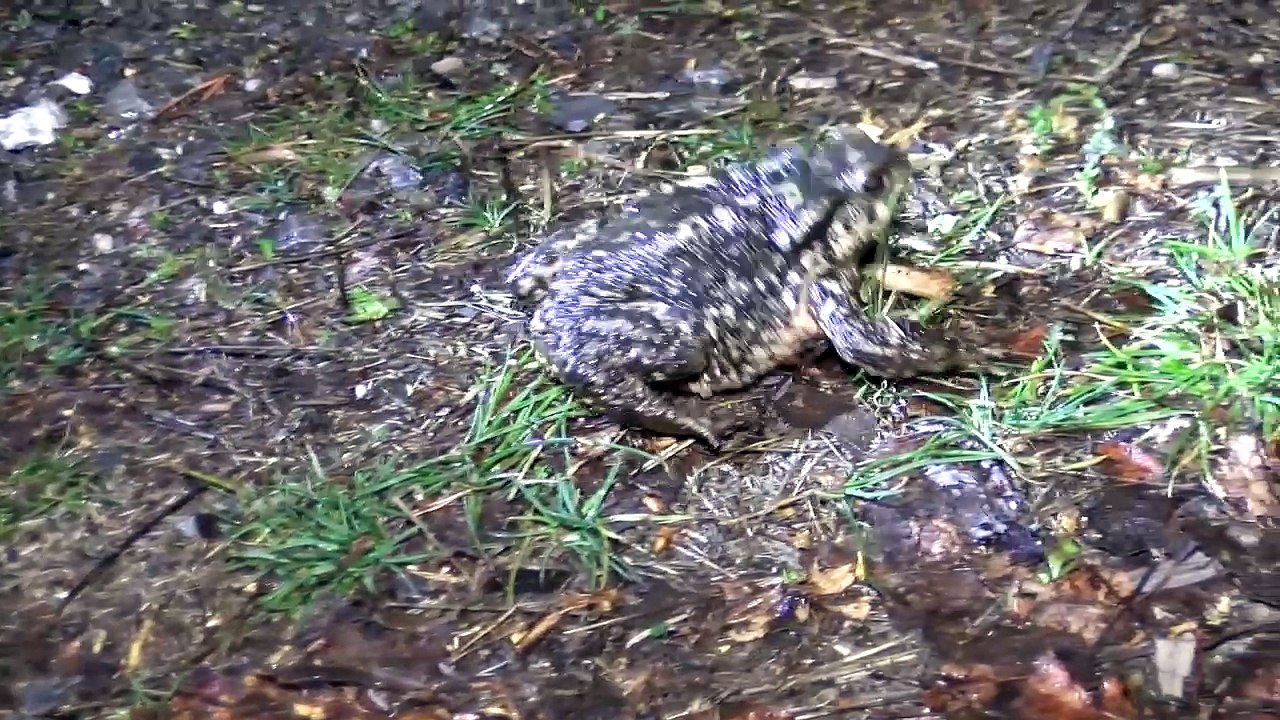Hautes-Alpes : Sauvez les crapauds !