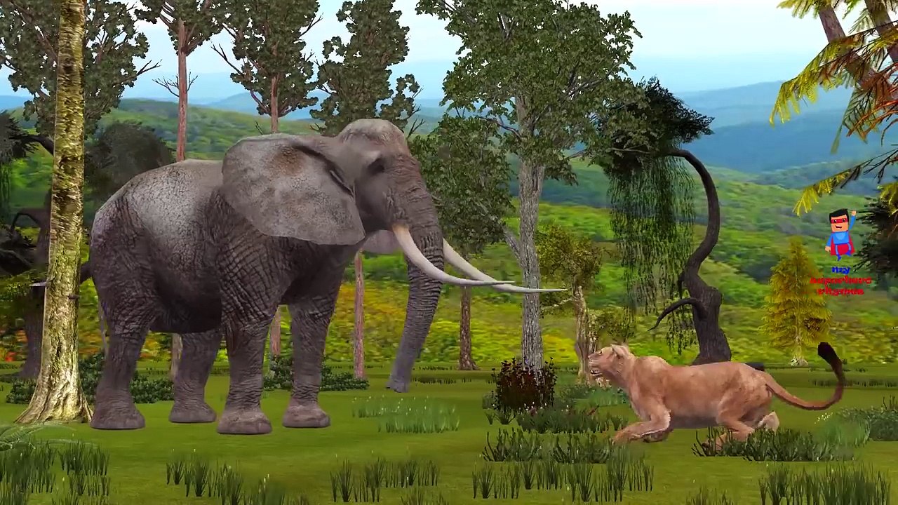 Lion Vs Elephant Fight Finger Family Nursery Rhymes | Lion Attack Elephant Finger Family R