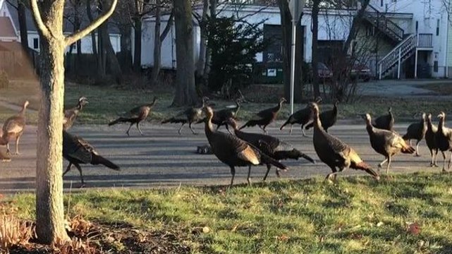 Des dindons sauvages tournent autour d'un chat mort