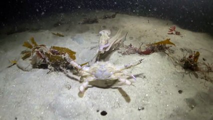 Ava Giderken Avlanan Ahtapot