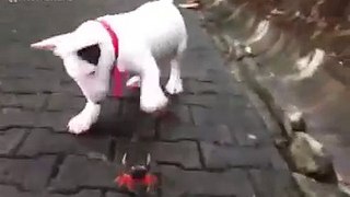 Bull terrier pup takes on crab