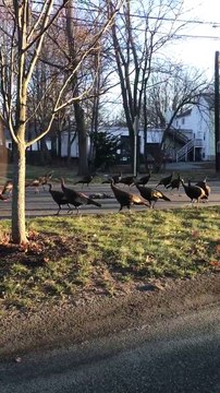 Des dindons sauvages tournent autour d'un chat mort