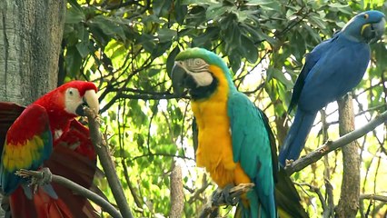 Zoo View Macaws - Cincinnati Zoo