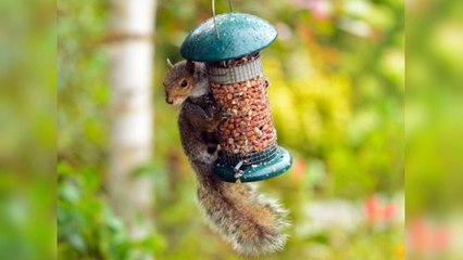 Funniest Squirrels - Funny and cute animal compilation