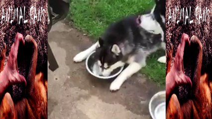 dog plays with water