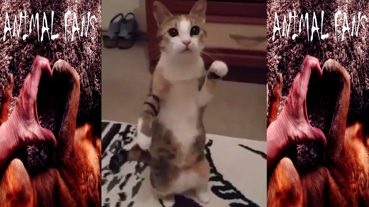 cat funny videos