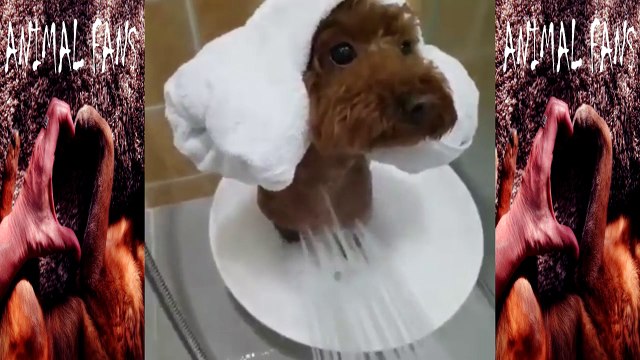 dog loves shower