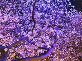 夜桜の誘惑/ビガー&ハピネス