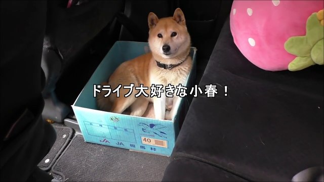 Owner pranks dog by making her favorite box smaller and smaller