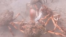 Migrating Spider Crabs Rip Apart Octopus