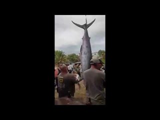 Monstrous 466-Kilo Blue Marlin Reeled in Just After Fishing Contest Closes