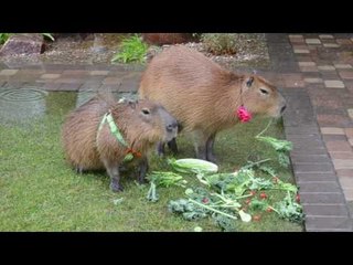 Hungry Capybaras Enjoy Some Food in the Rain