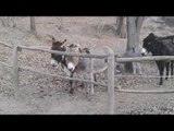 Clever Donkeys Use Teamwork to Overcome Barrier