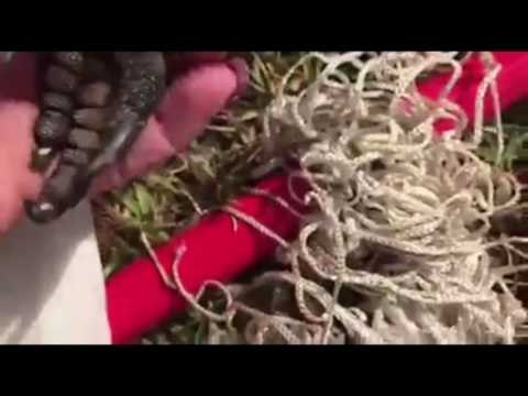 Australian Man Rescues Cockatoo From Netting