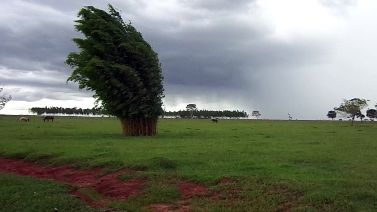Chuva de verão