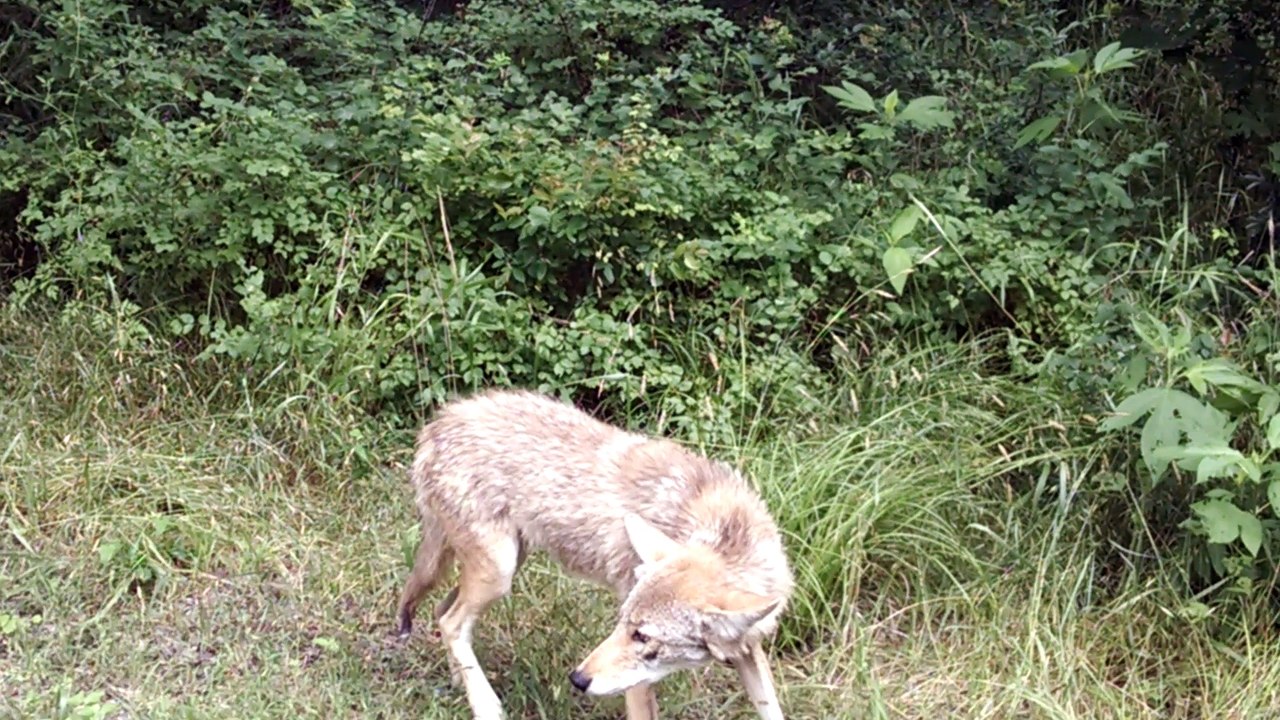 Bobcat, Coyote and Two Cyclists