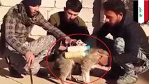 ISIS mengubah anjing lucu jadi senjata mematikan - Tomonews